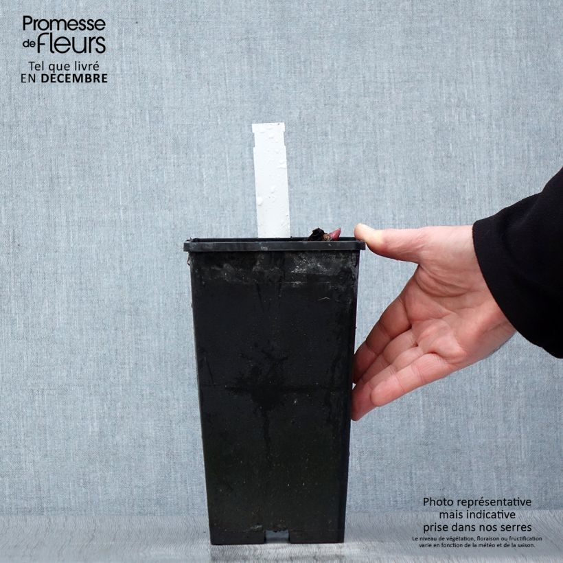 Amostra de Peónia chinesa Red Charm Vaso de 3 L/4 L tal como entregue no inverno