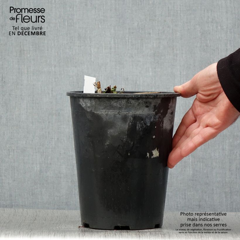 Amostra de Peónia chinesa Sarah Bernhardt Vaso de 3 L/4 L tal como entregue no inverno