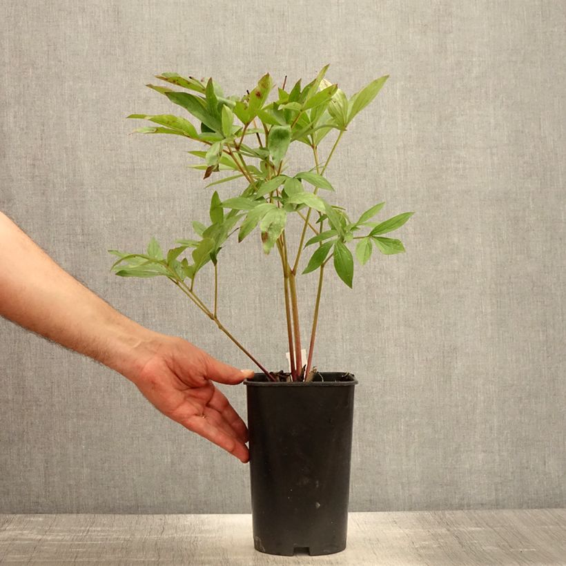 Amostra de Peónia chinesa Sarah Bernhardt Vaso de 3 L/4 L tal como entregue na primavera