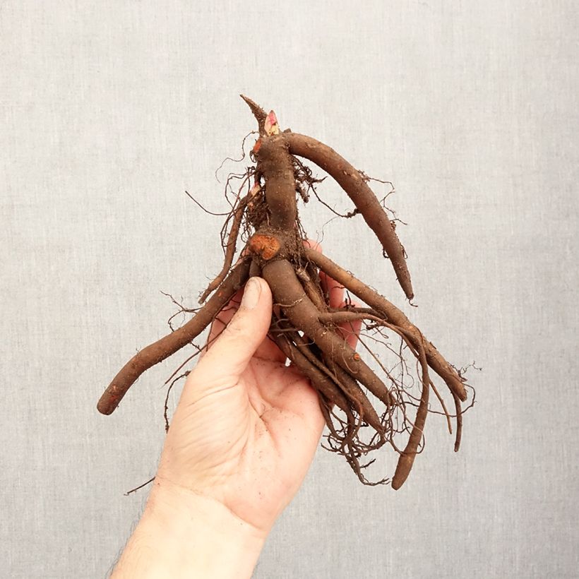 Amostra de Peónia chinesa Sarah Bernhardt Cepo 3/5 olhos tal como entregue no inverno