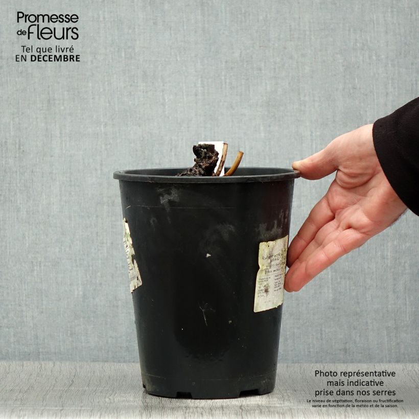 Amostra de Pivoine lactiflora Sea Shell Vaso de 3 L/4 L tal como entregue no inverno