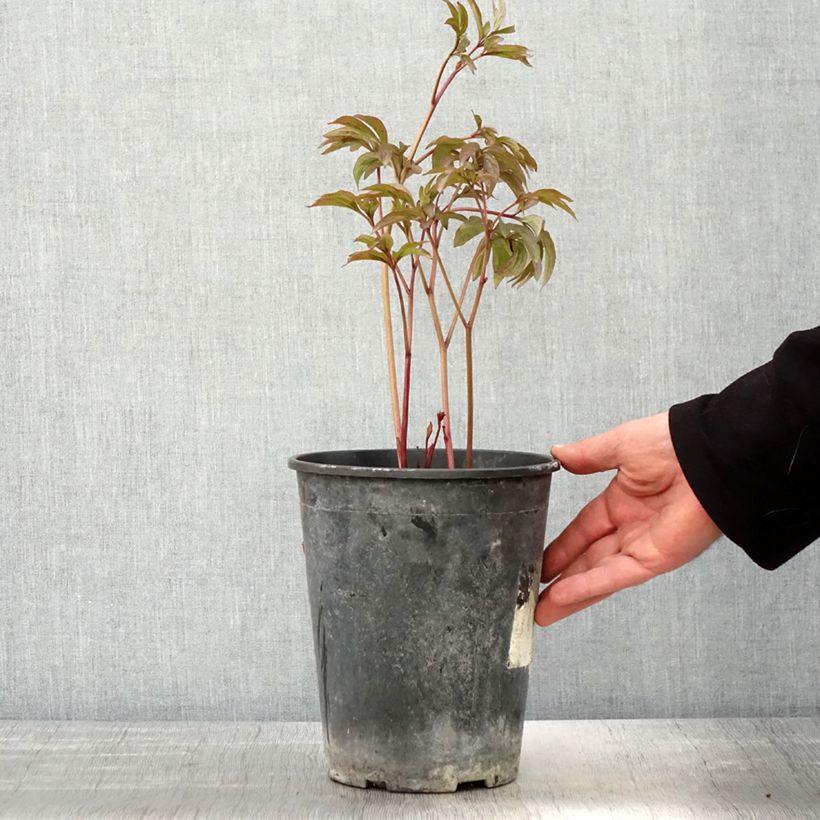 Amostra de Peónia chinesa Sea Shell Vaso de 3 L/4 L tal como entregue na primavera