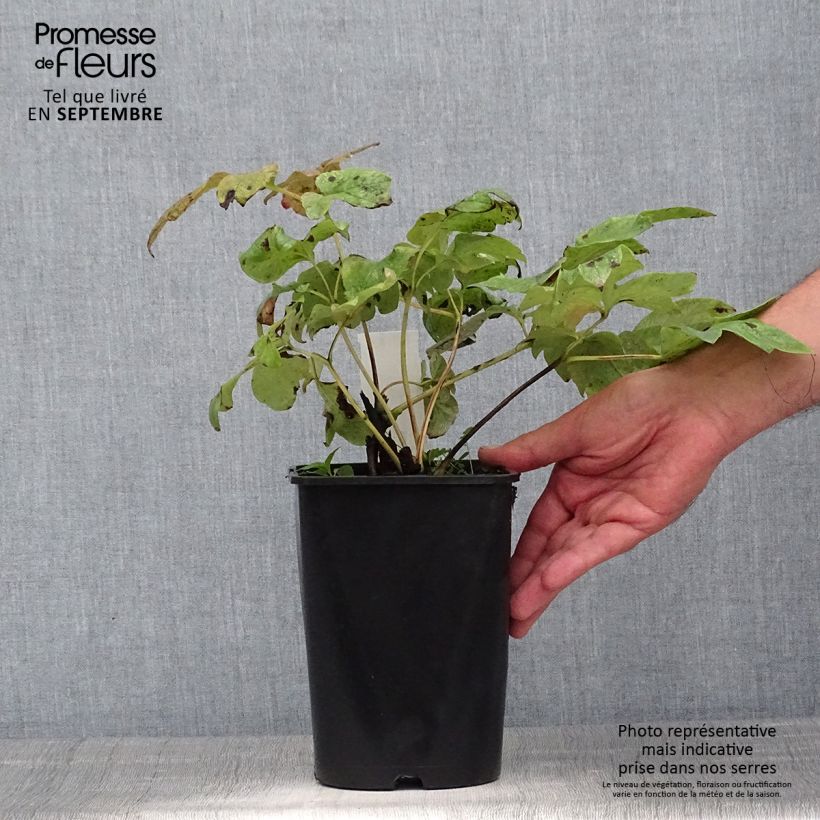 Amostra de Peónia chinesa Temple Vaso de 3 L/4 L tal como entregue no verão