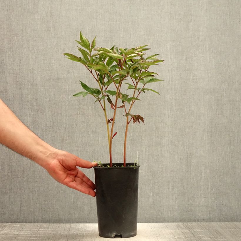 Amostra de Peónia chinesa Temple Vaso de 3 L/4 L tal como entregue na primavera