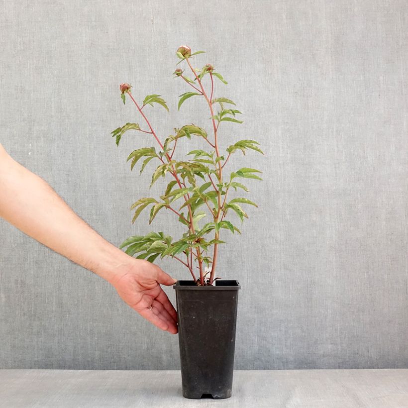 Amostra de Peónia chinesa Solange Vaso de 3 L/4 L tal como entregue na primavera