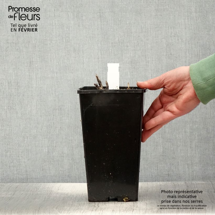 Amostra de Pivoine lactiflora Sorbet Vaso de 3 L/4 L tal como entregue no inverno