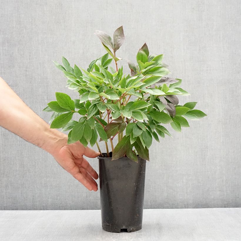 Amostra de Pivoine lactiflora Think pink Pot de 4L/5L tal como entregue na primavera