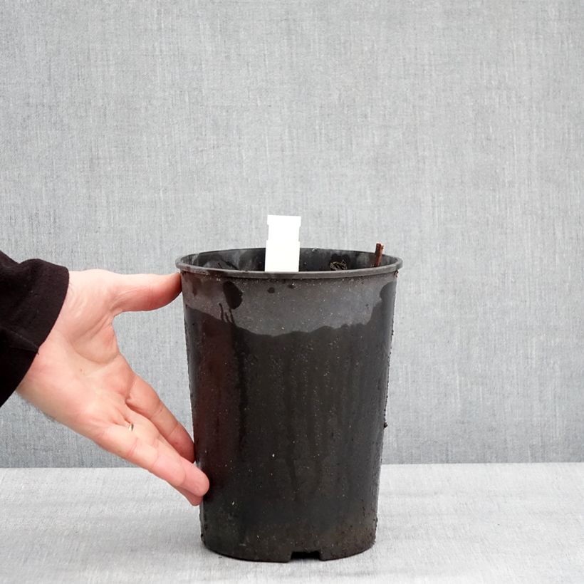 Amostra de Pivoine lactiflora Top Brass Vaso de 3 L/4 L tal como entregue no inverno