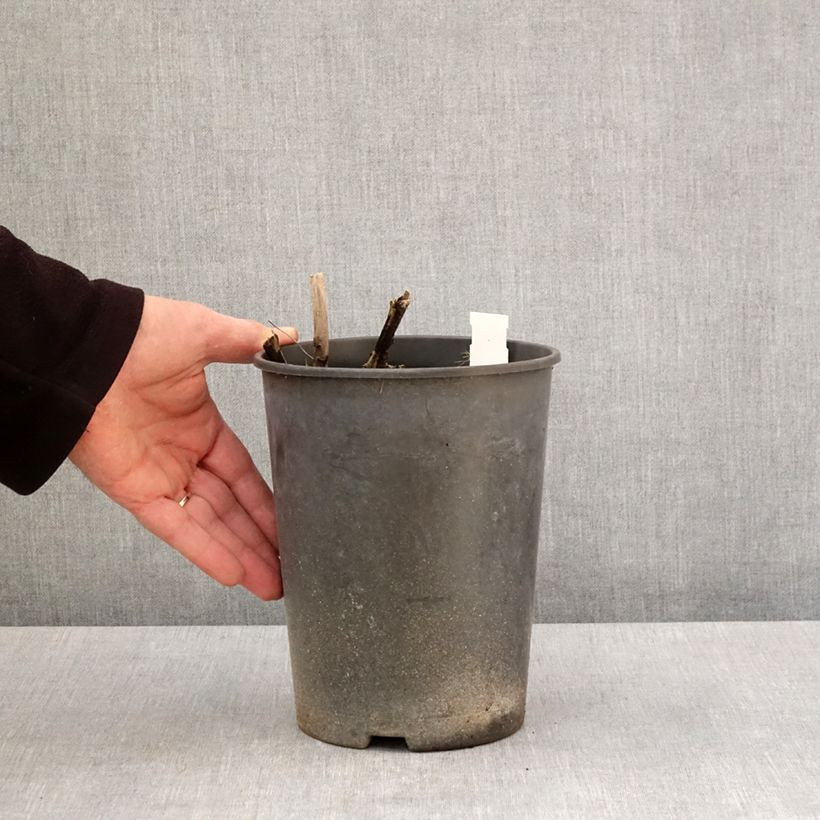 Amostra de Peónia chinesa Top Brass Vaso de 3 L/4 L tal como entregue na primavera