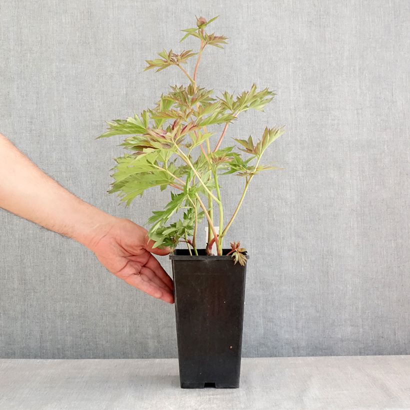 Amostra de Peónia chinesa Victoire de la Marne Vaso de 3 L/4 L tal como entregue na primavera