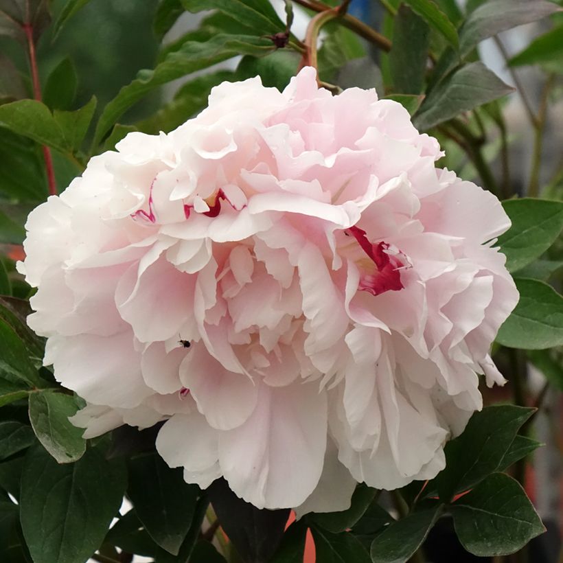 Peónia chinesa Vogue (Floração)