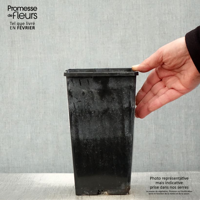 Amostra de Pivoine lactiflora White Wings Vaso de 3 L/4 L tal como entregue no inverno