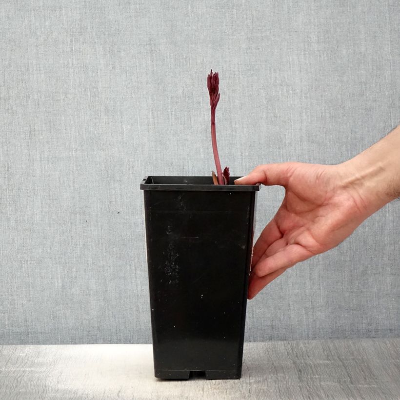 Amostra de Peónia chinesa White Wings Vaso de 3 L/4 L tal como entregue na primavera