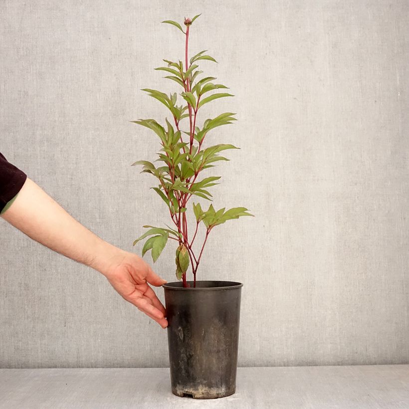 Amostra de Peónia chinesa London Vaso de 3 L/4 L tal como entregue na primavera