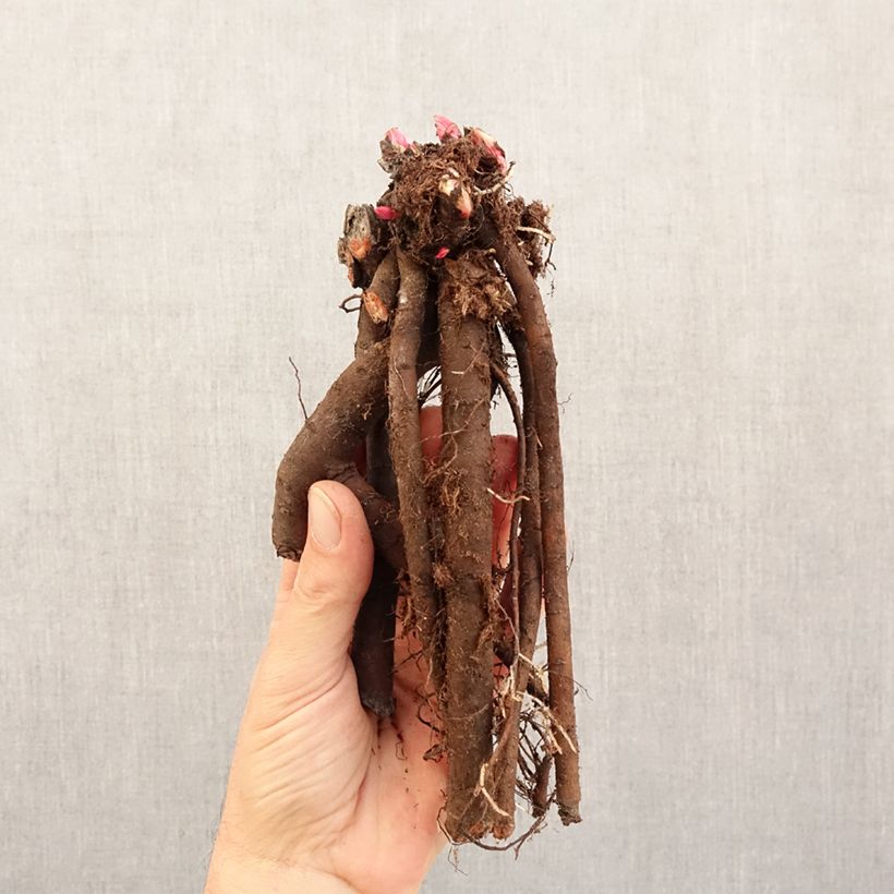 Amostra de Pivoine naine Patio Peony London Cepo 3/5 olhos tal como entregue no inverno