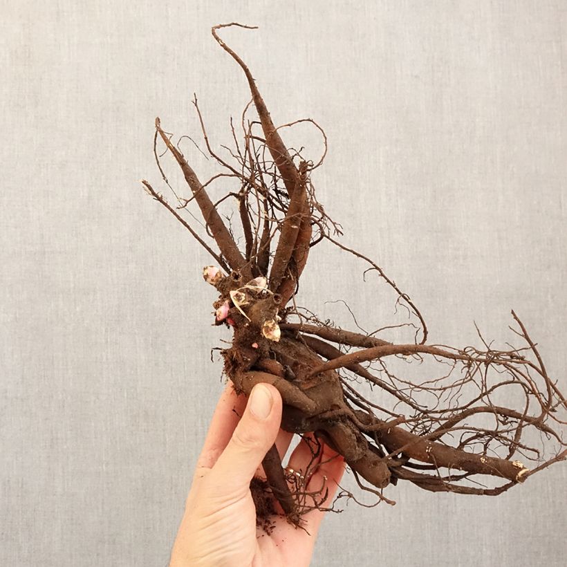 Amostra de Peónia chinesa Moscow Cepo 3/5 olhos tal como entregue no inverno