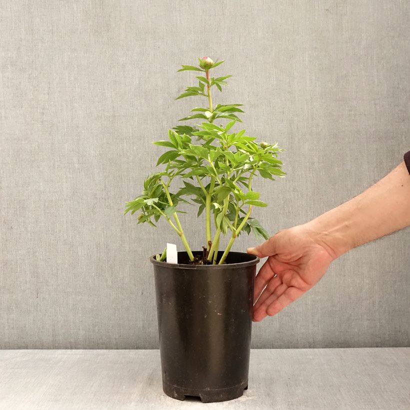 Amostra de Peónia chinesa Oslo Vaso de 3 L/4 L tal como entregue na primavera