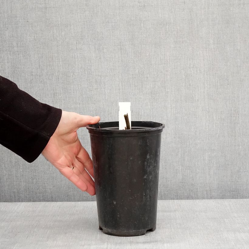 Amostra de Pivoine officinale Alba Plena Vaso de 3 L/4 L tal como entregue no inverno