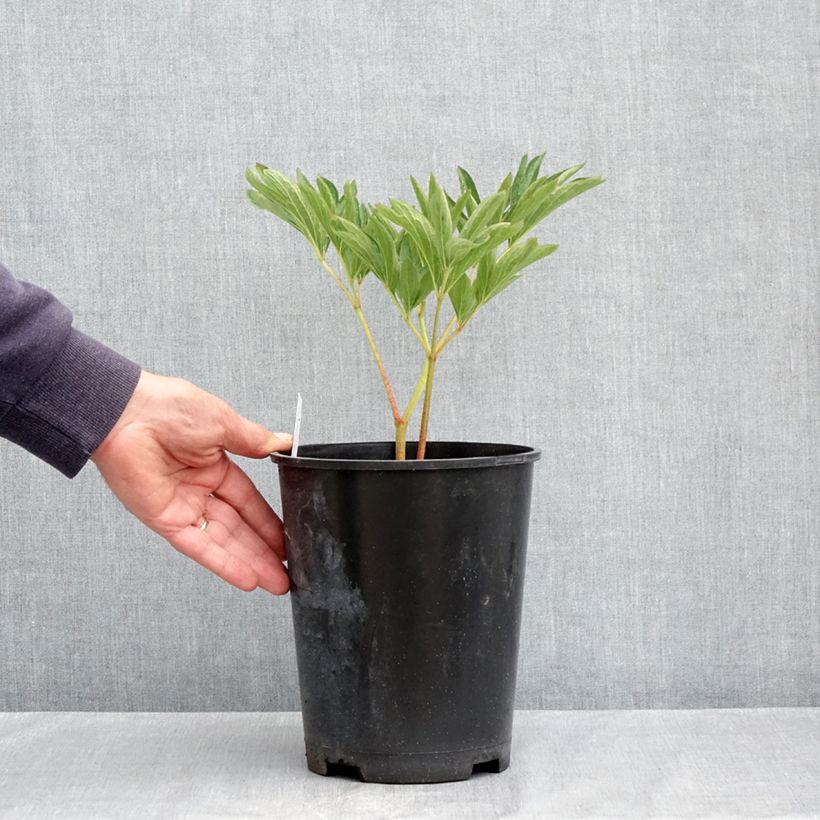 Amostra de Paeonia officinalis Alba Plena Vaso de 3 L/4 L tal como entregue na primavera