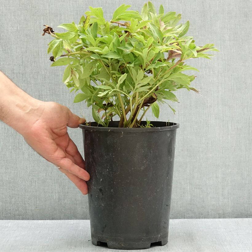 Amostra de Paeonia officinalis Anemoniflora Vaso de 3 L/4 L tal como entregue no verão