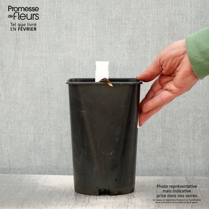 Amostra de Pivoine officinale Rosea Plena Vaso de 3 L/4 L tal como entregue no inverno