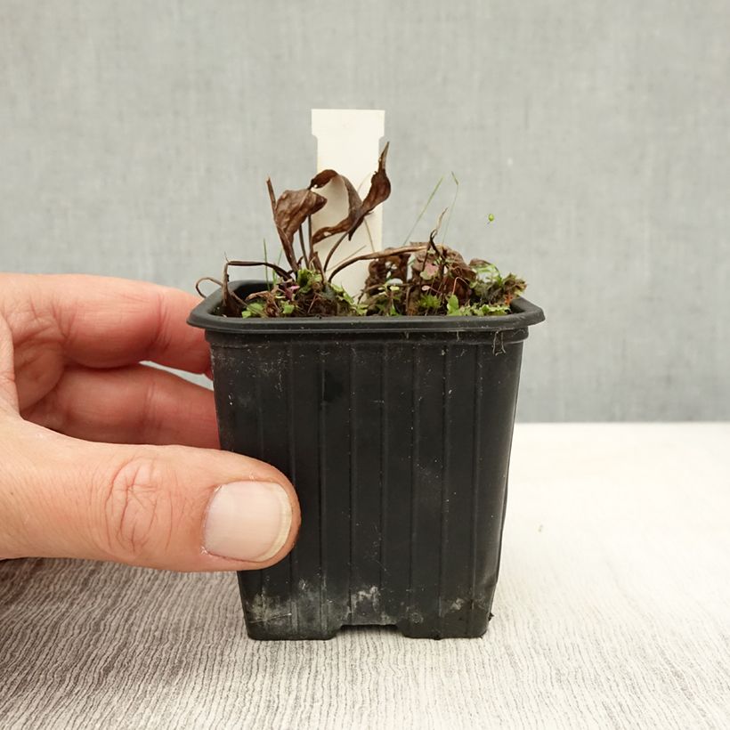 Amostra de Alisma plantago Vaso de 8/9 cm tal como entregue no outono