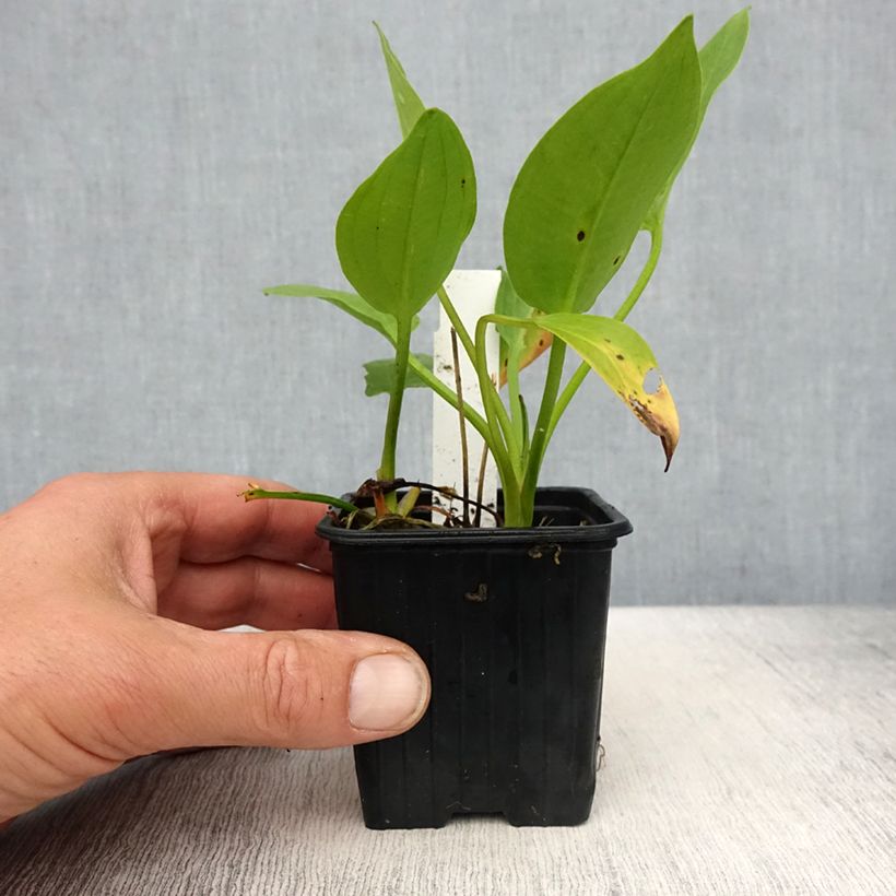 Amostra de Alisma plantago Vaso de 8/9 cm tal como entregue na primavera