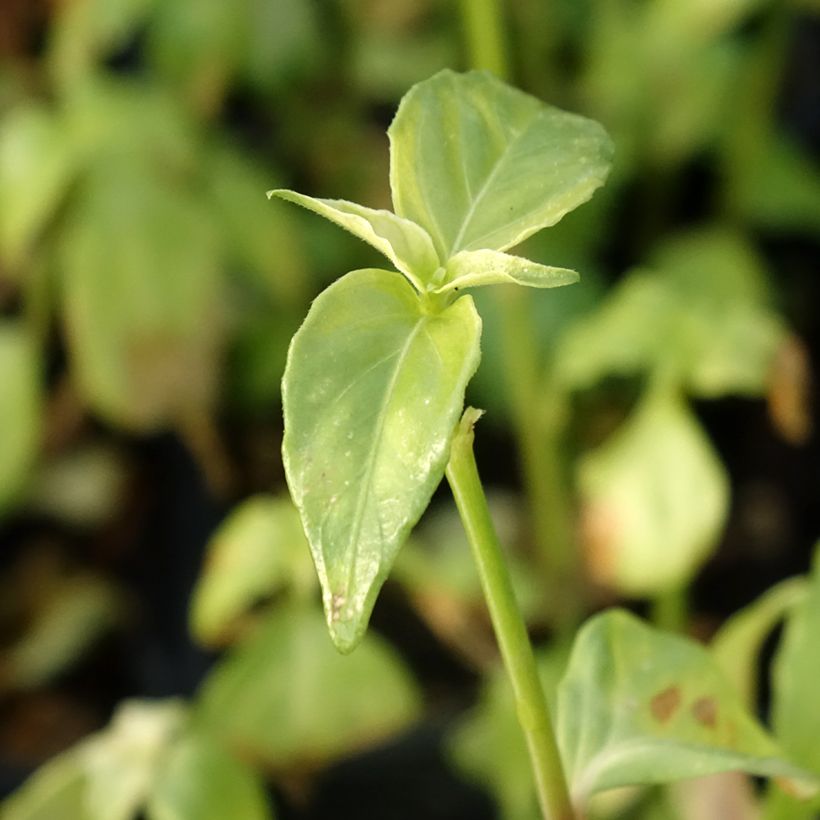 Kloss, planta do cogumelo (Folhagem)