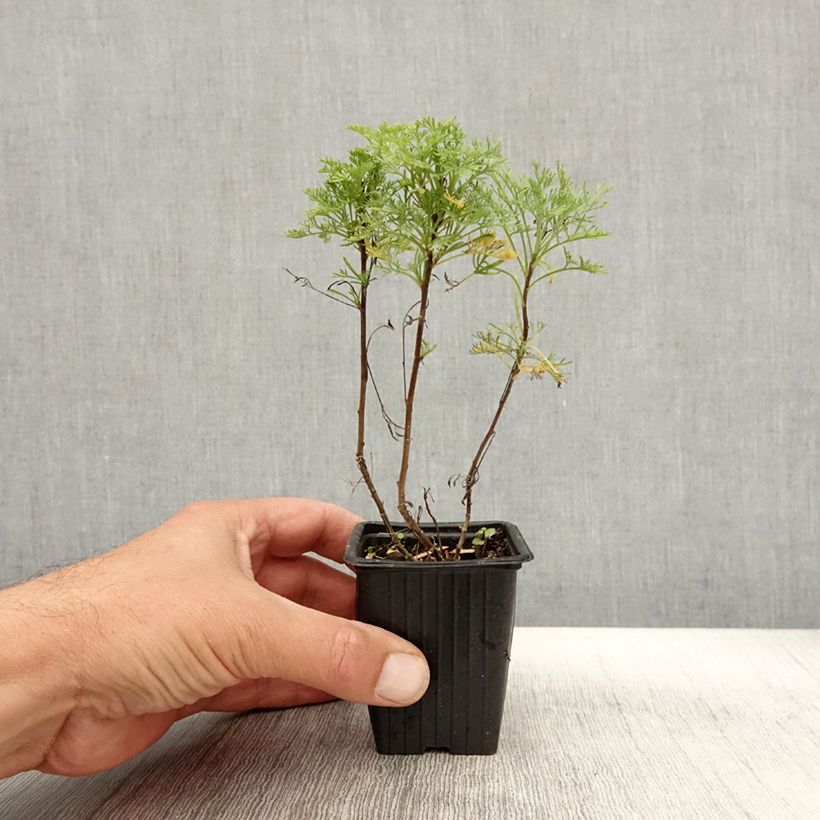 Amostra de Abrótano Maritima - Artemisia abrotanum var. maritima Vaso de 7/8 cm tal como entregue no outono