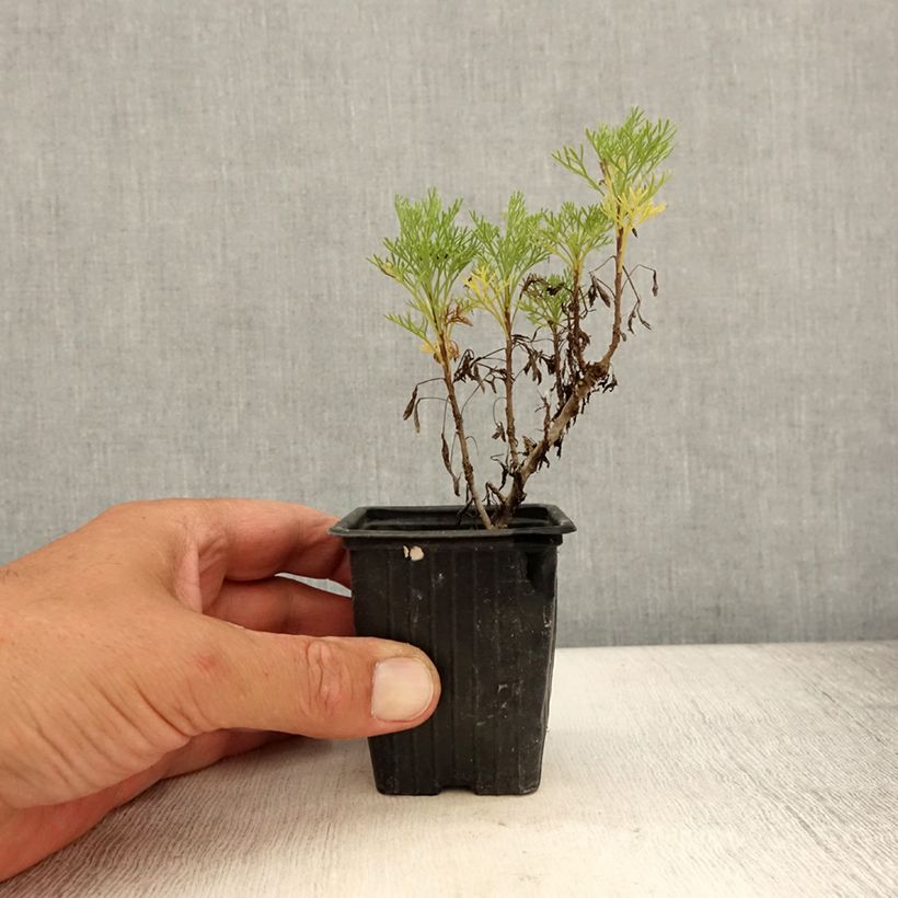 Amostra de Abrótano Maritima - Artemisia abrotanum var. maritima Vaso de 7/8 cm tal como entregue no verão