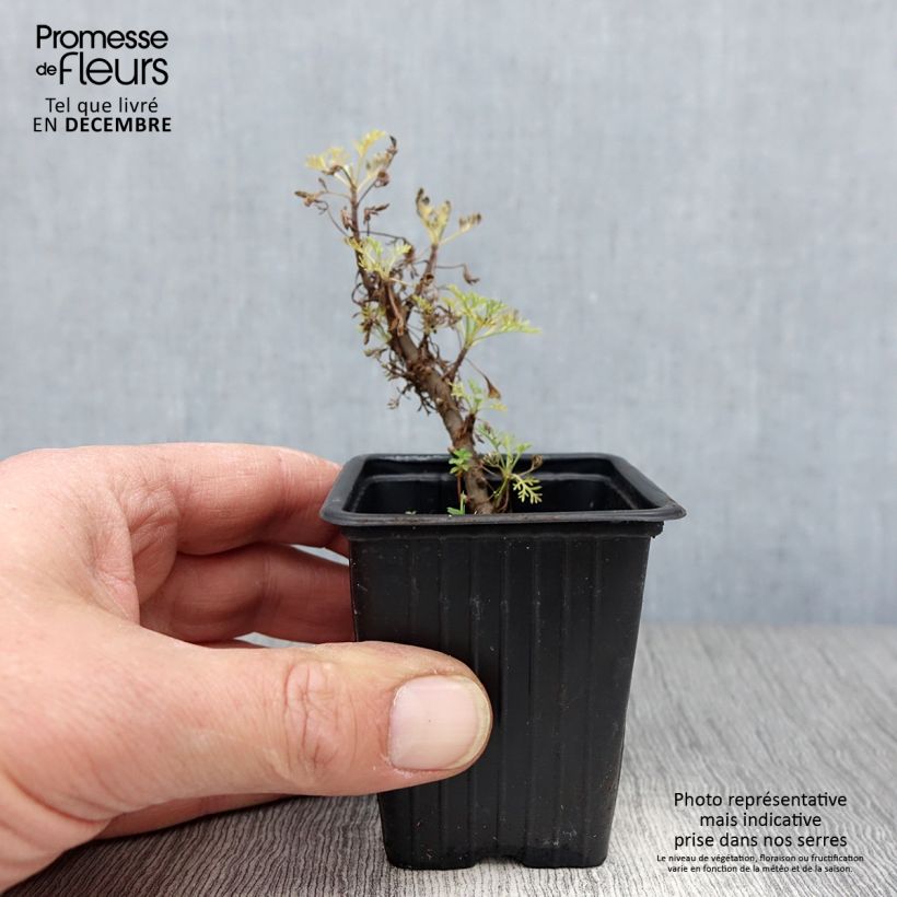 Amostra de Plante cola - Artemisia abrotanum var.maritima Vaso de 7/8 cm tal como entregue no inverno