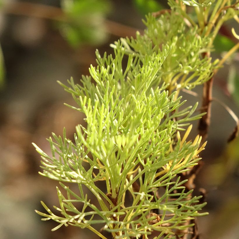 Abrótano Maritima - Artemisia abrotanum var. maritima (Folhagem)