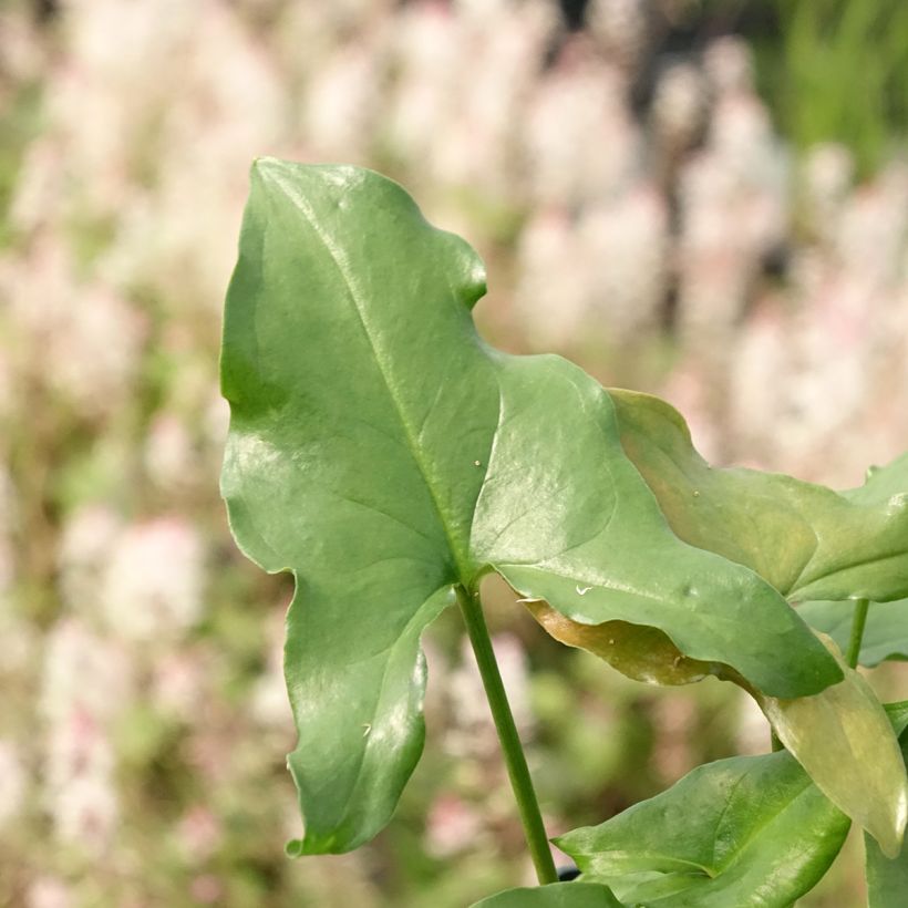 Arisarum proboscideum (Folhagem)