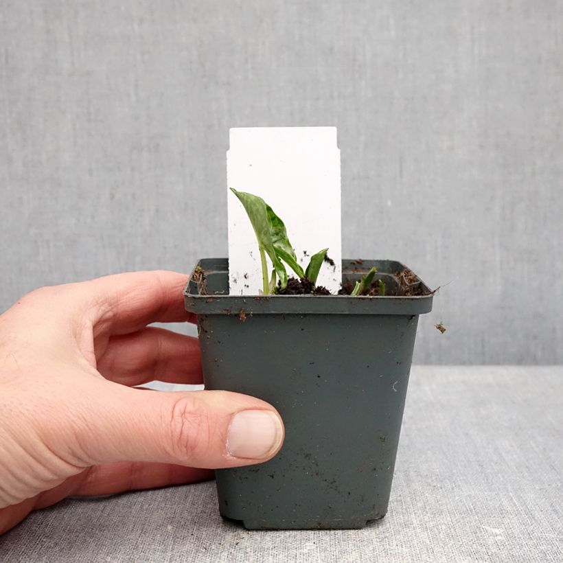 Amostra de Arisarum proboscideum Vaso de 8/9 cm tal como entregue no inverno