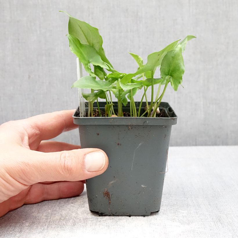 Amostra de Arisarum proboscideum Vaso de 8/9 cm tal como entregue na primavera