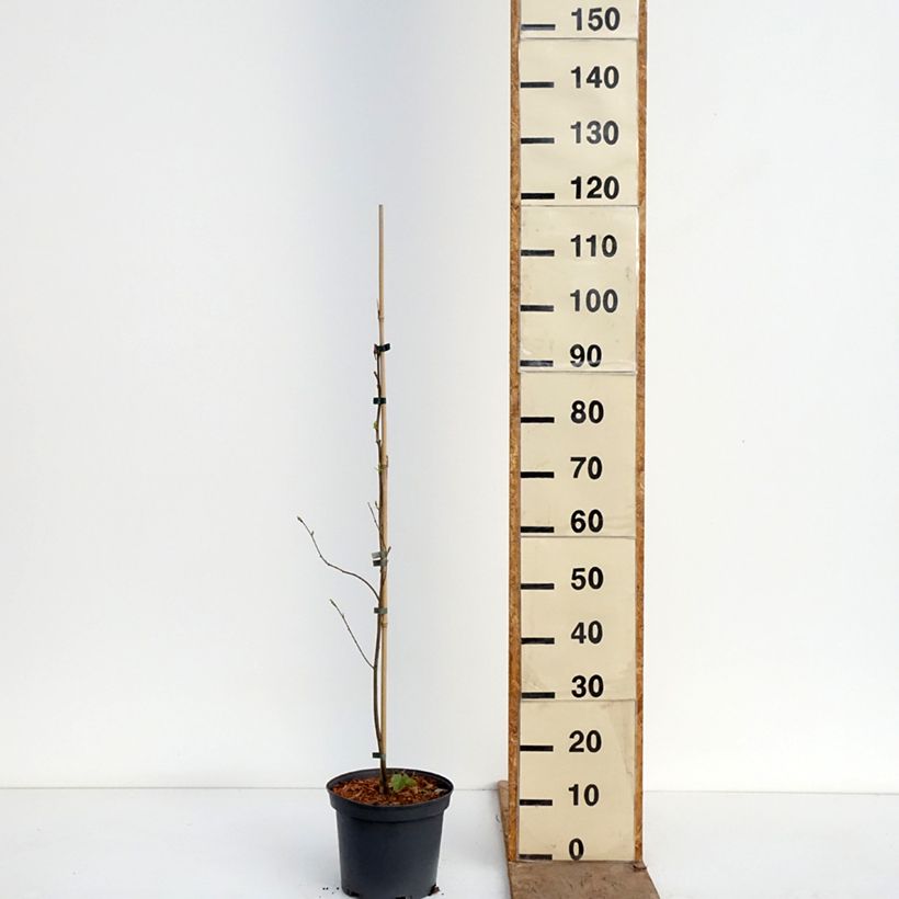 Amostra de Diospyros virginiana Vaso de 4 L/5 L tal como entregue na primavera