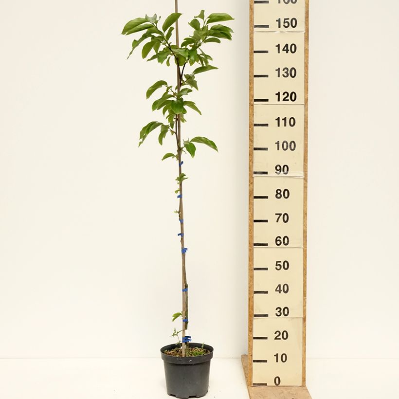 Amostra de Diospireiro Budapest - Diospyros kaki Vaso de 4 L/5 L, Meia haste tal como entregue na primavera