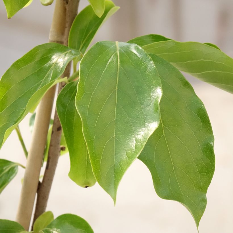 Diospireiro Budapest - Diospyros kaki (Folhagem)