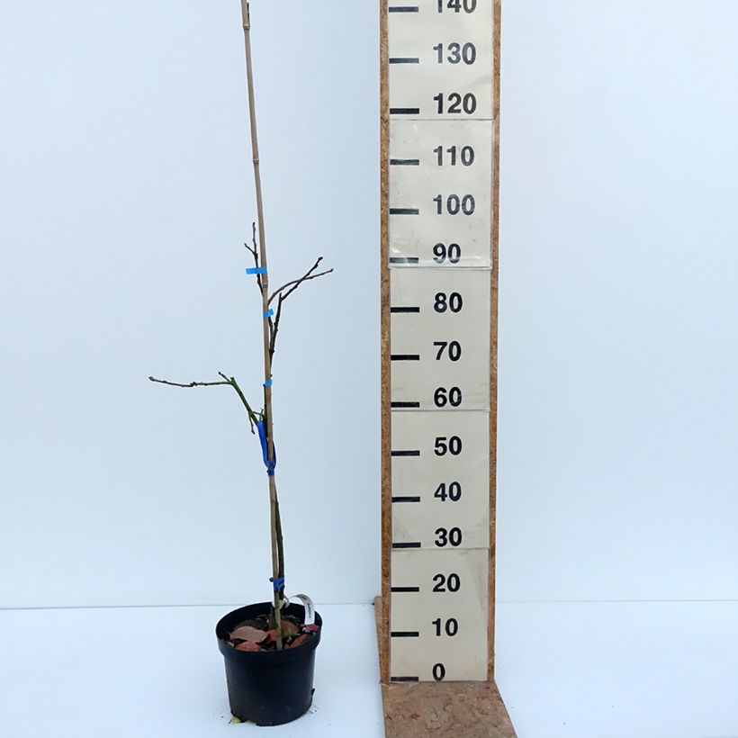 Amostra de Diospireiro Budapest - Diospyros kaki Vaso de 4 L/5 L, Meia haste tal como entregue no outono