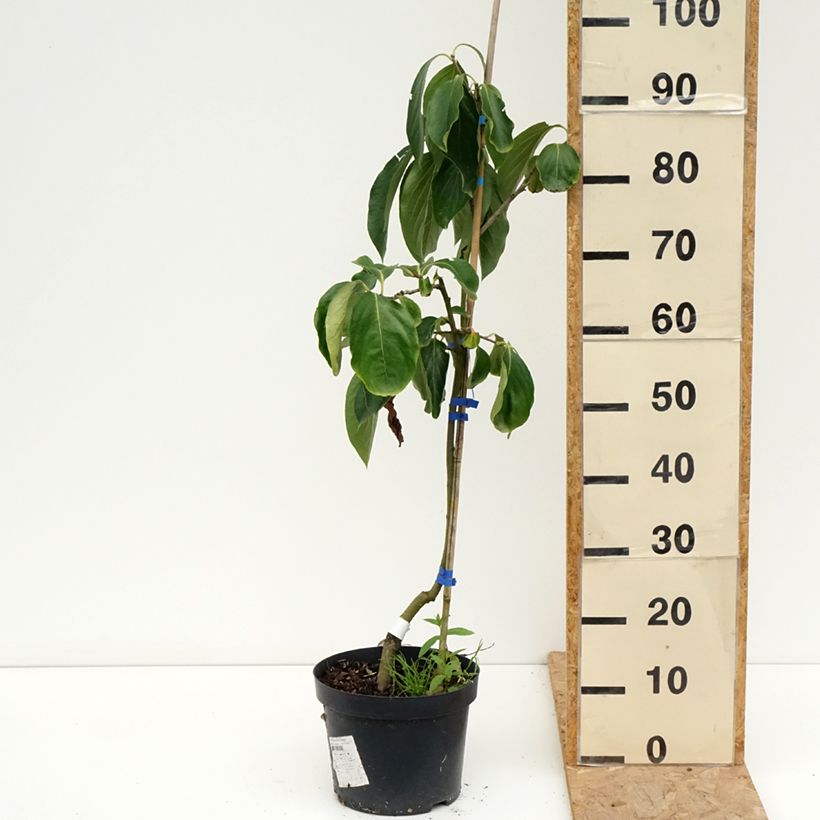 Amostra de Diospireiro Budapest - Diospyros kaki Vaso de 4 L/5 L, Meia haste tal como entregue no verão