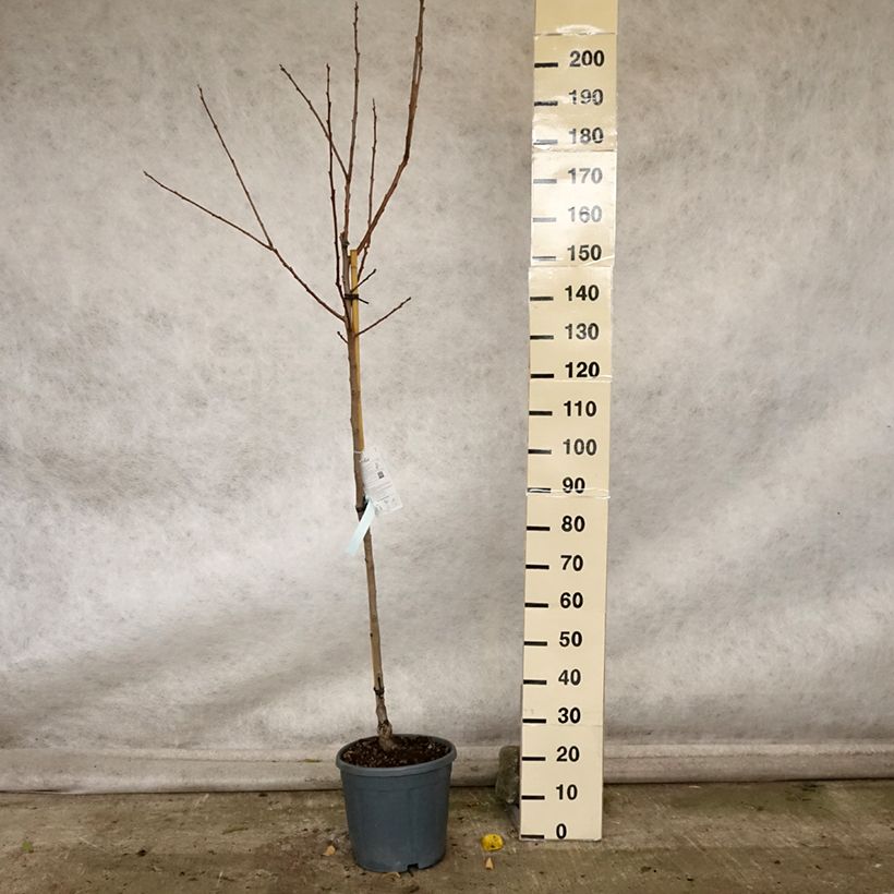 Amostra de Diospireiro Cioccolatino - Diospyros kaki Vaso de 12 L/15 L, Meia haste tal como entregue no outono