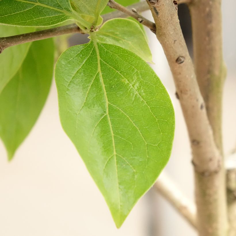Diospireiro Cioccolatino - Diospyros kaki (Folhagem)