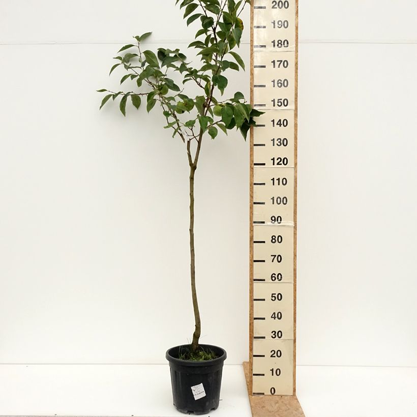Amostra de Diospireiro Cioccolatino - Diospyros kaki Vaso de 12 L/15 L, Meia haste tal como entregue no verão
