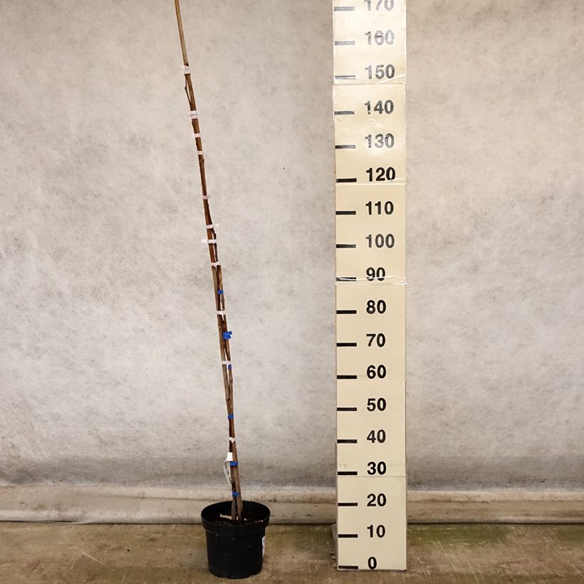 Amostra de Plaqueminier, Kaki - Diospyros kaki Korea Pot de 7,5L/10L, Demi-Tige tal como entregue no outono