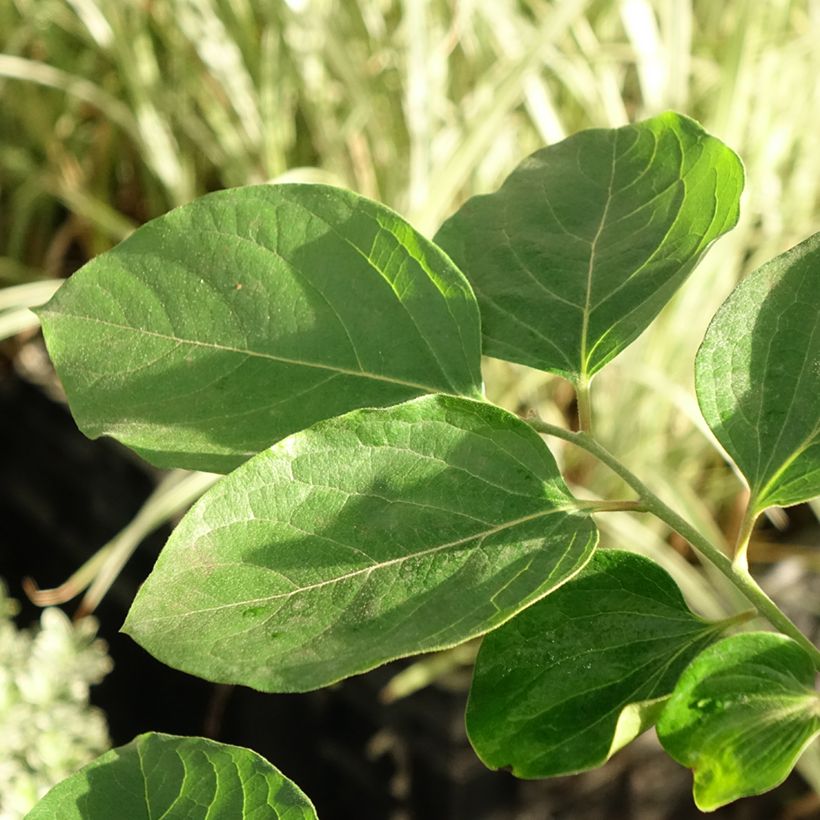 Dióspiro Korea - Diospyros kaki (Folhagem)