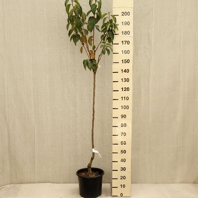 Amostra de Diospireiro Ragno - Diospyros kaki Vaso de 12 L/15 L, Meia haste tal como entregue no outono