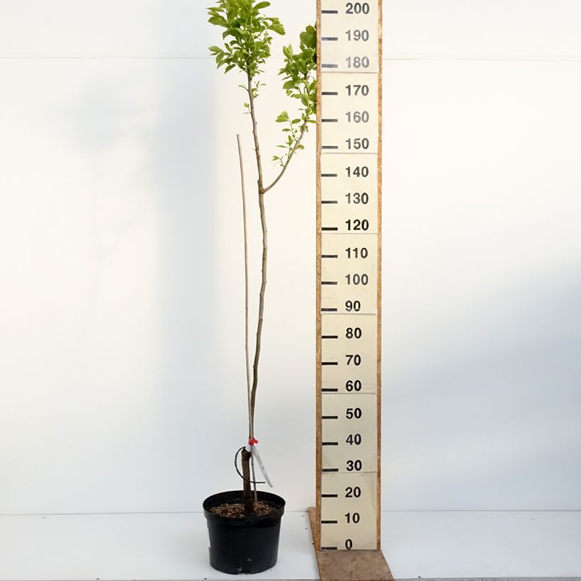 Amostra de Diospireiro Ragno - Diospyros kaki Vaso de 12 L/15 L, Meia haste tal como entregue na primavera