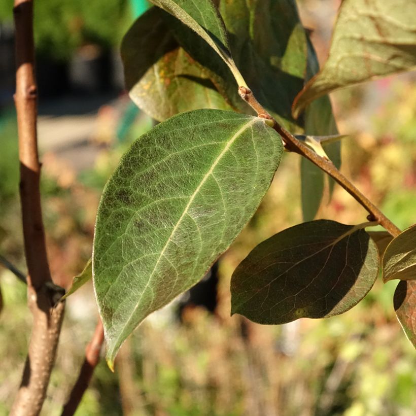Diospireiro Ragno - Diospyros kaki (Folhagem)