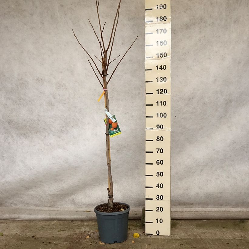 Amostra de Dióspiro Rojo Brillante - Diospyros kaki Vaso de 4 L/5 L, Meia haste tal como entregue no outono