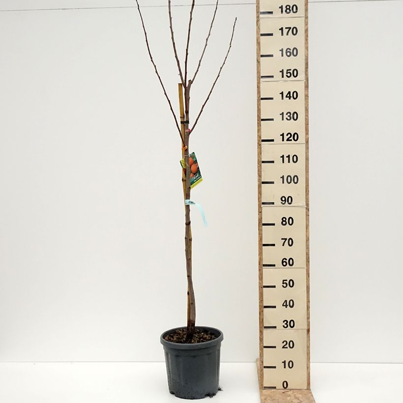 Amostra de Plaqueminier, Kaki - Diospyros kaki Rouge Brillant - Persimon Vaso de 4 L/5 L, Meia haste tal como entregue no inverno